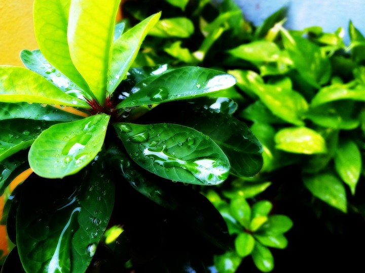 after rain