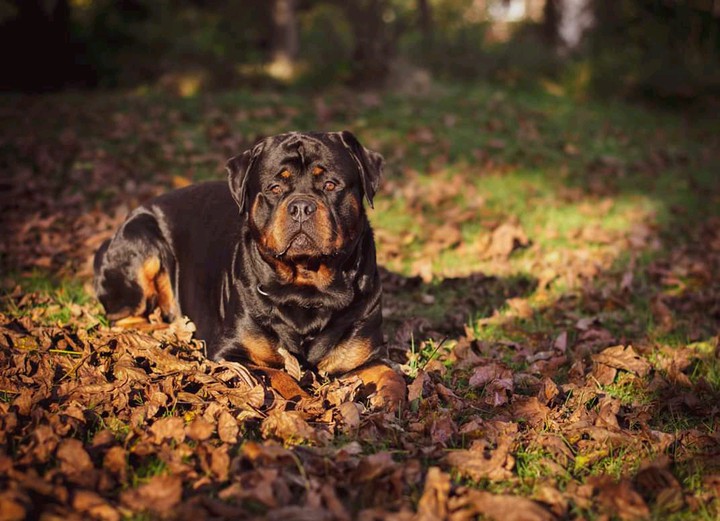 Tai-foon the Rottweiler