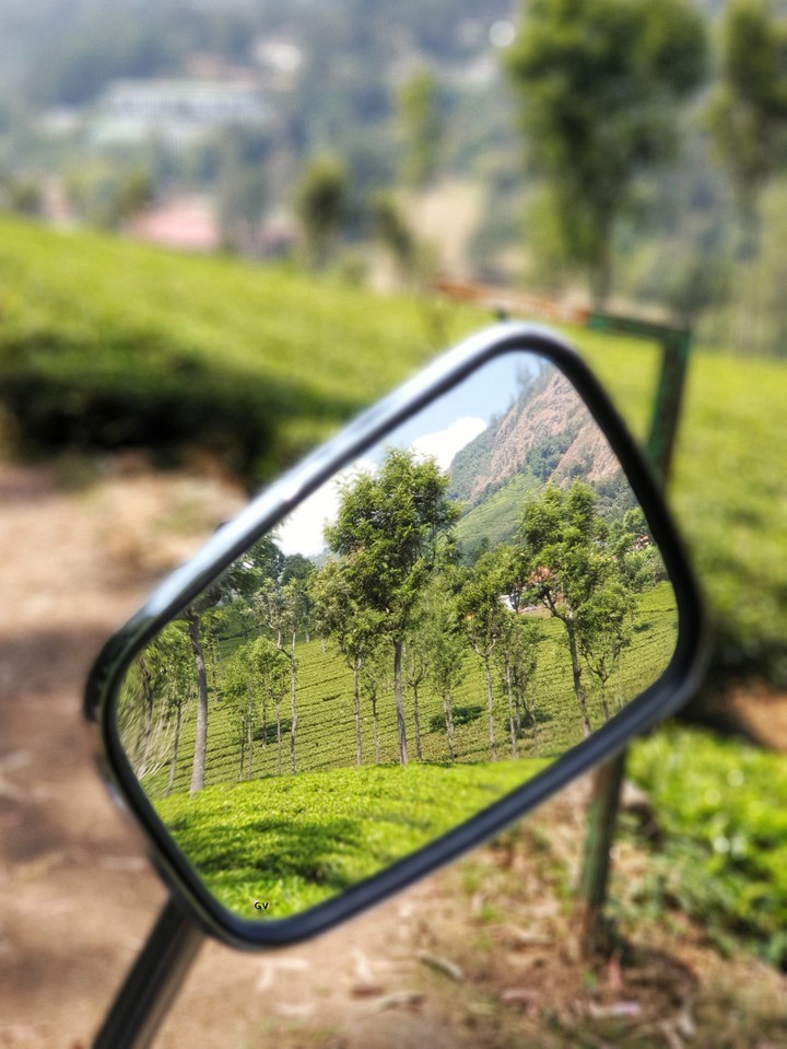The tea plantations of Ooty, India