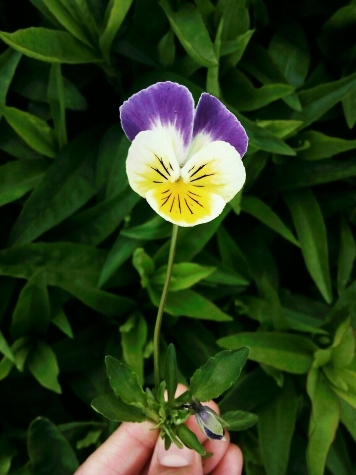 #flower