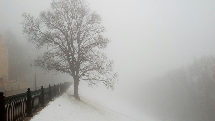 the Death of a Tree