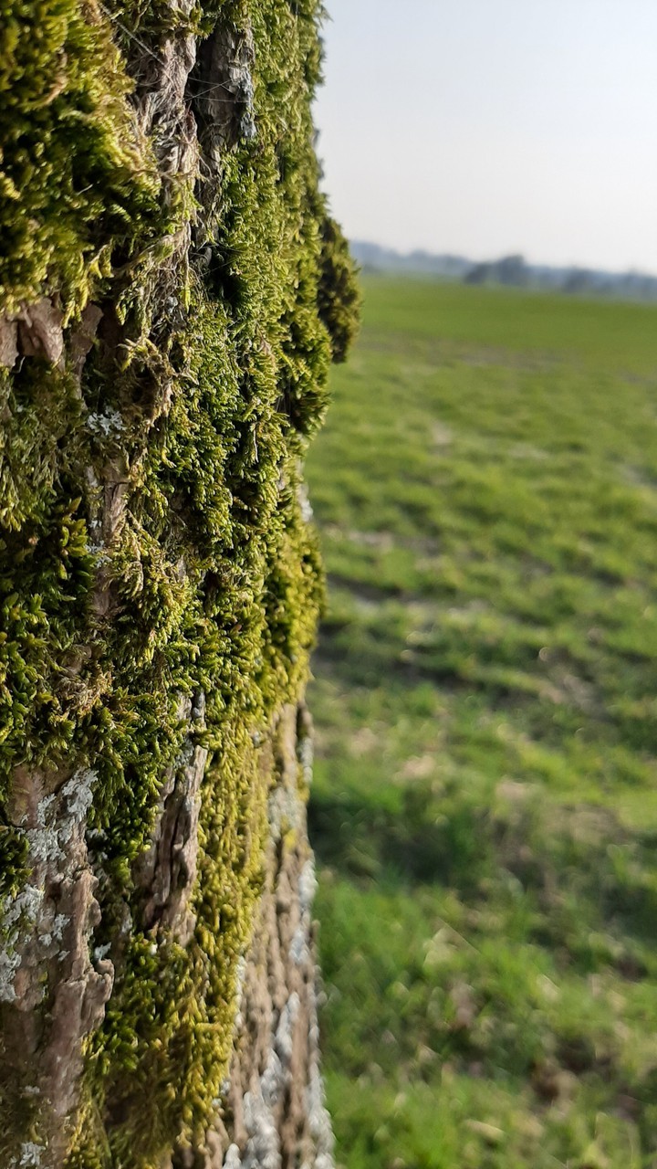 Nature tree