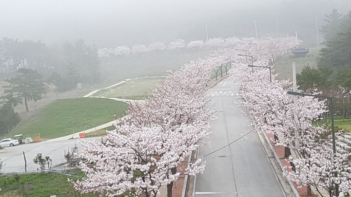 봄벗꽃.