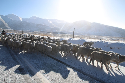 A flock of sheep