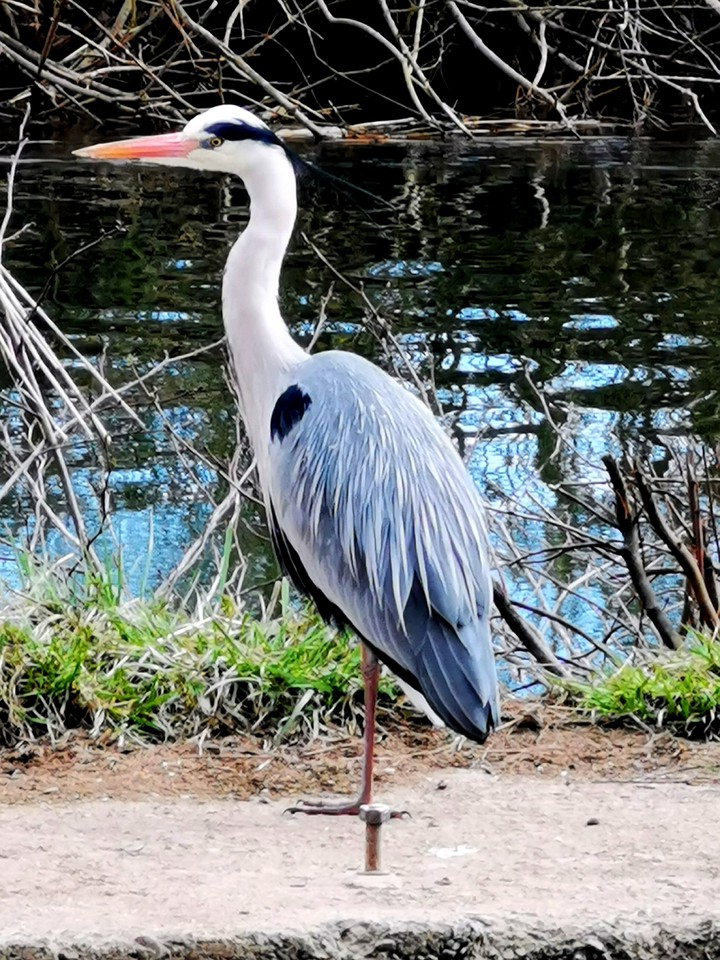 beautiful grey heron