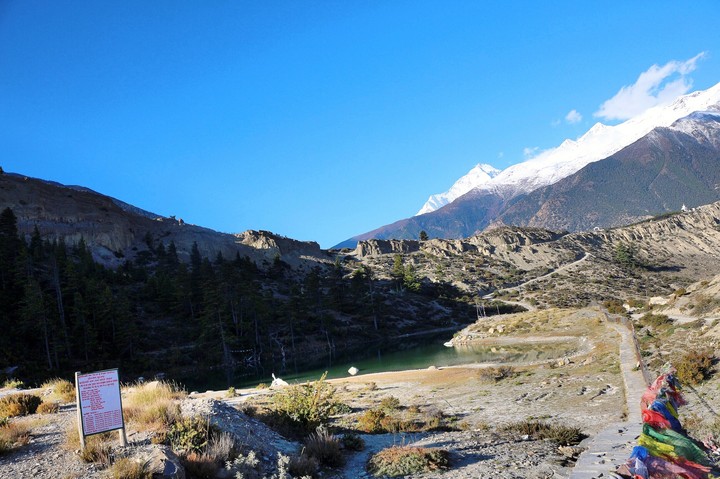 dumba lake mustang