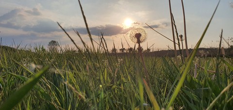 Sunset and grass