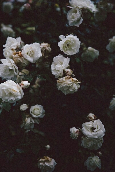 Simply roses