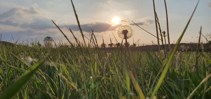 Sunset and grass