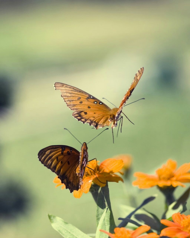 Papillons, Insect