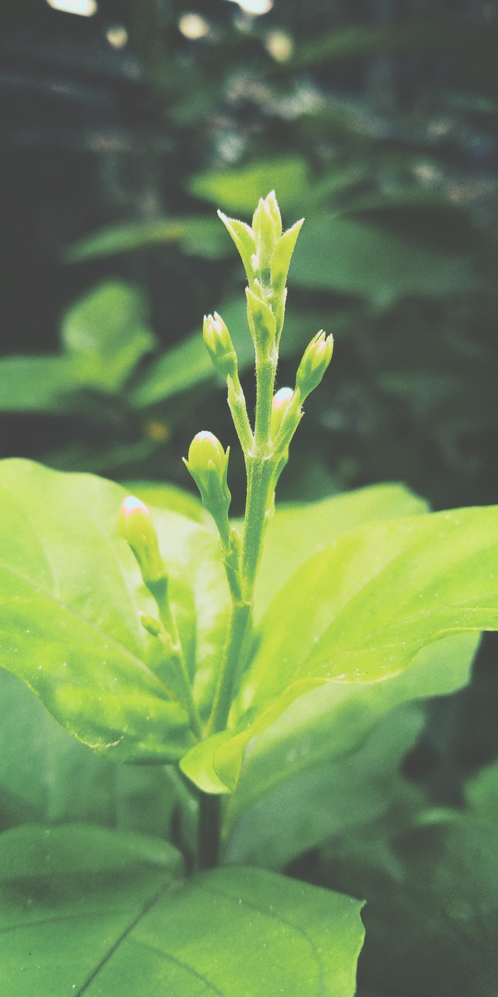 #Green