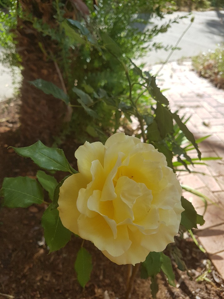 My Yellow Rose