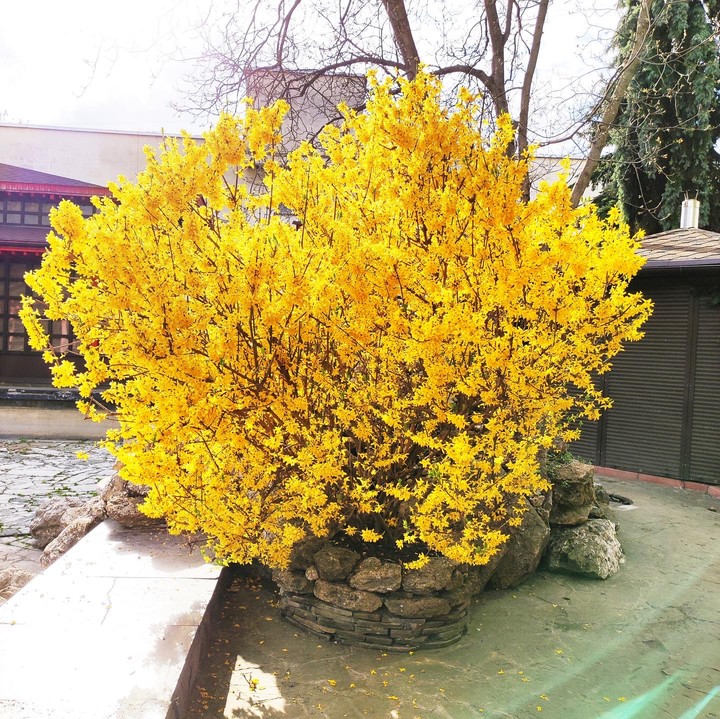 yellow bush, Ukraine