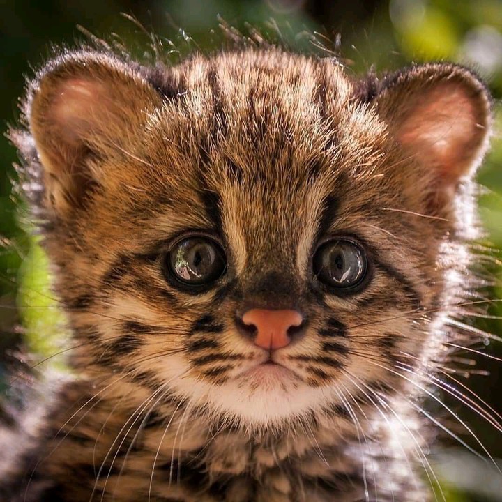 cute little kitty