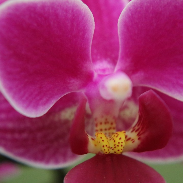 Orchid