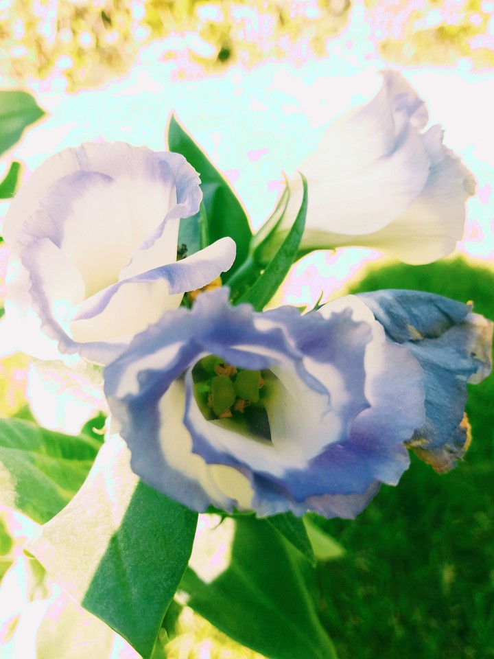 violette & white flowers