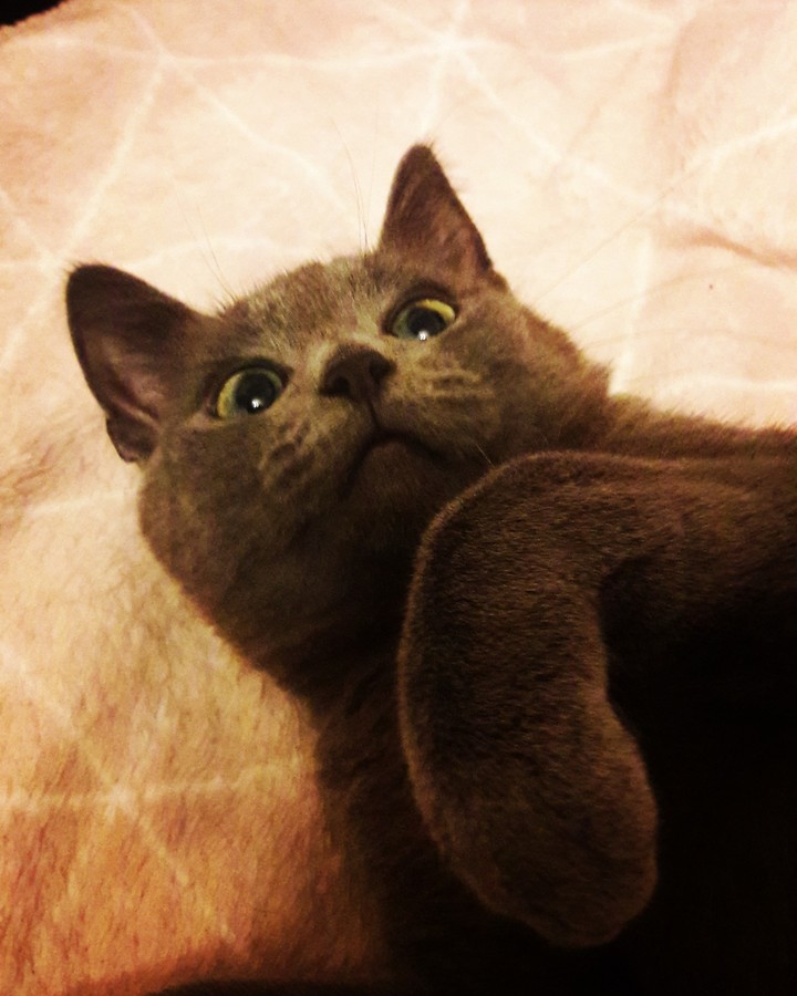 grey cat