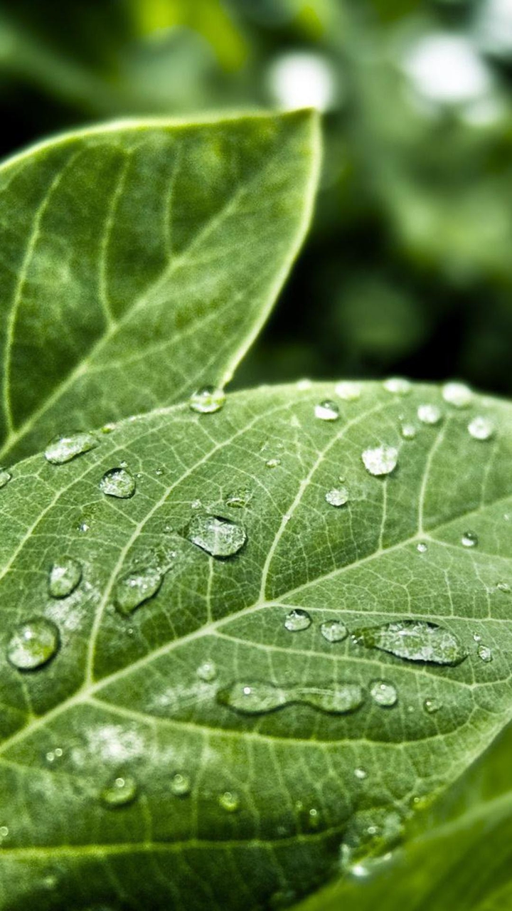 drops
