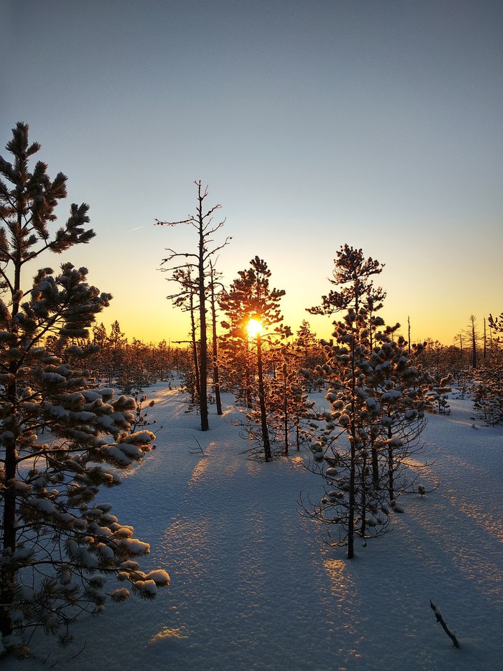 forest