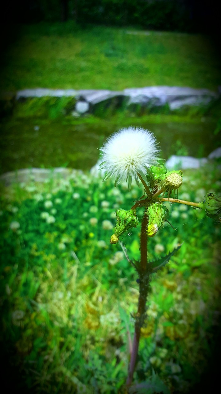 spring