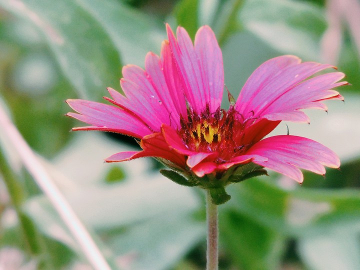 Pink Lily