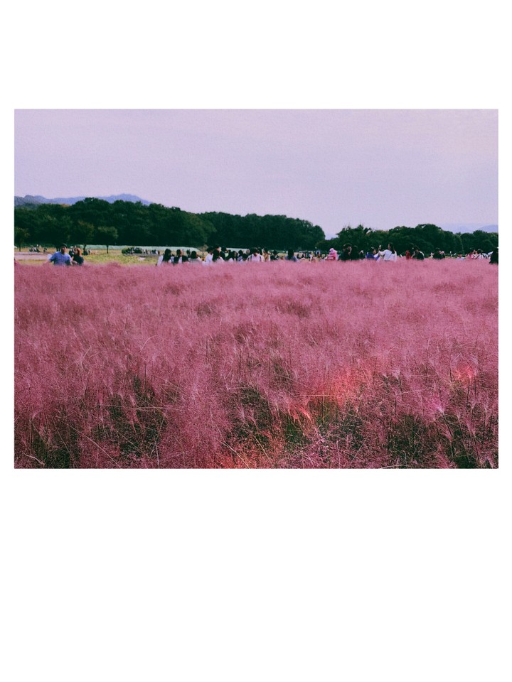분홍