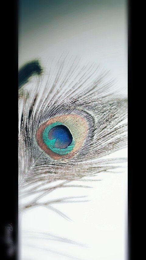 feather that holds beauty