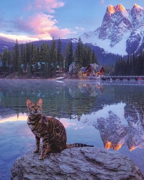 cat, cloud वॉलपेपर