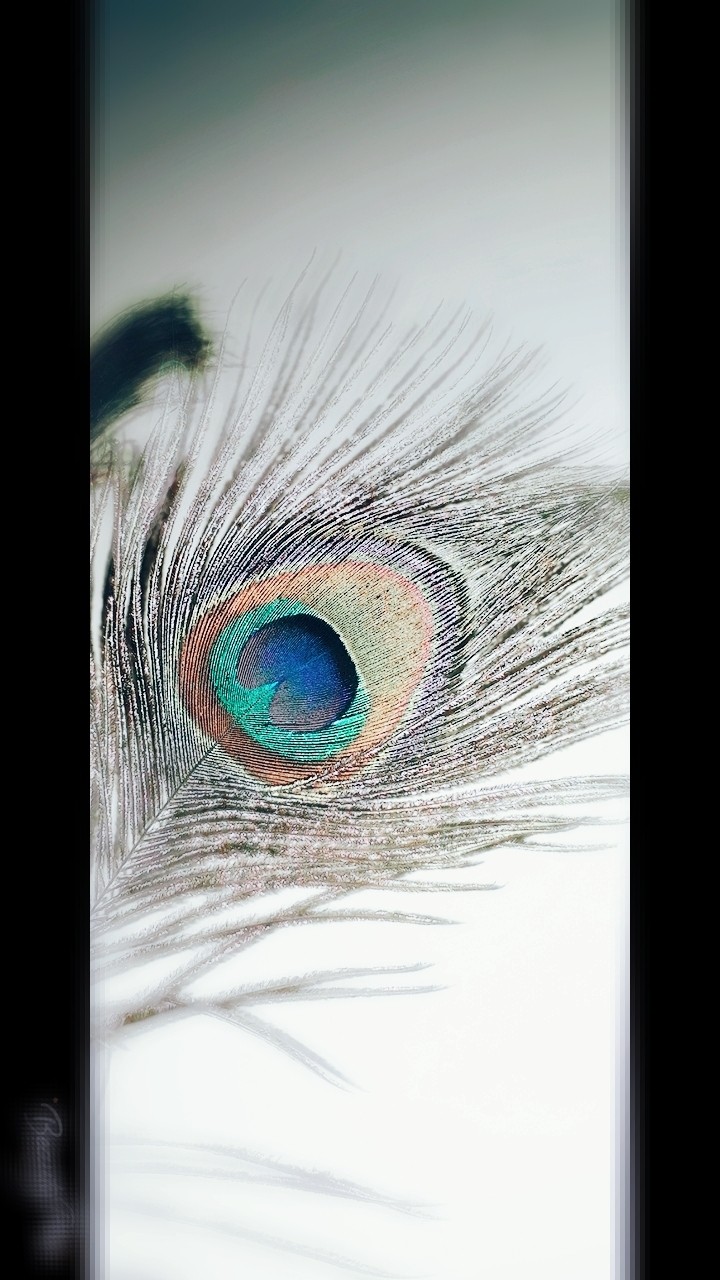 feather that holds beauty