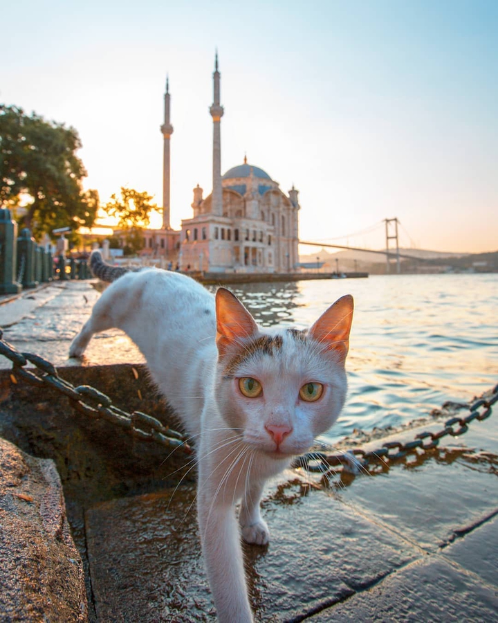 sokak hayvanları