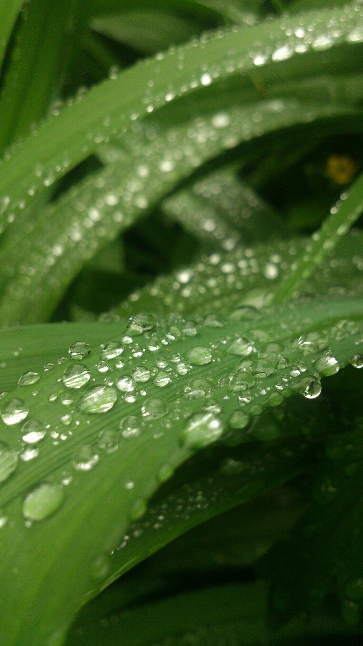 dew.