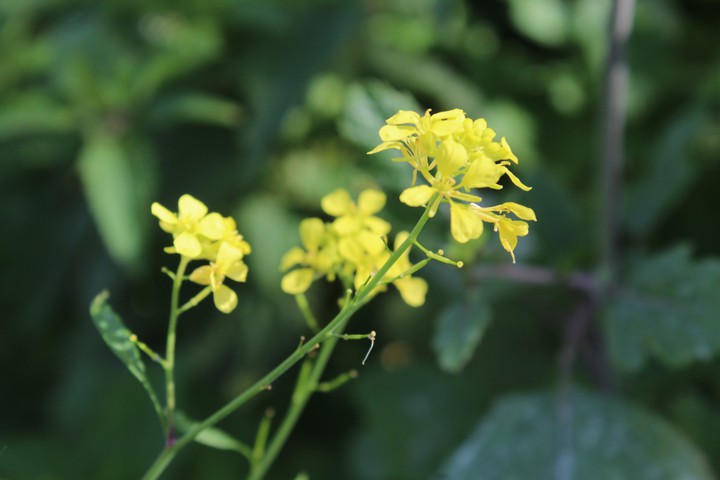 yellow flowers
