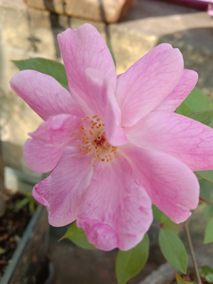 pink