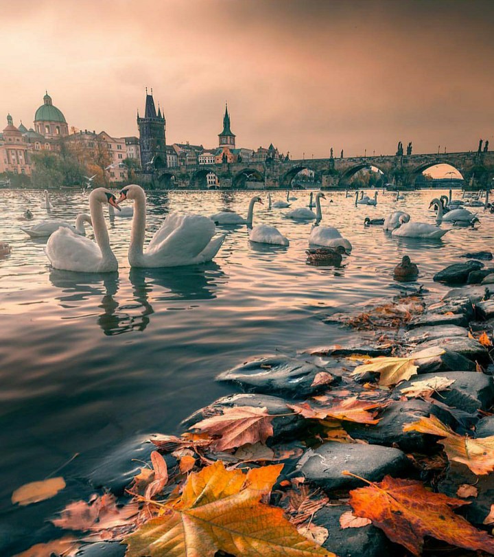 swan in prag