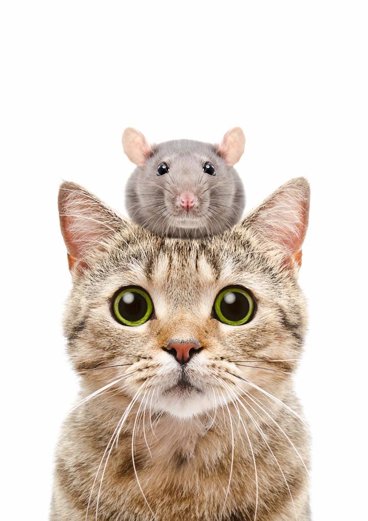 Katze mit Msus