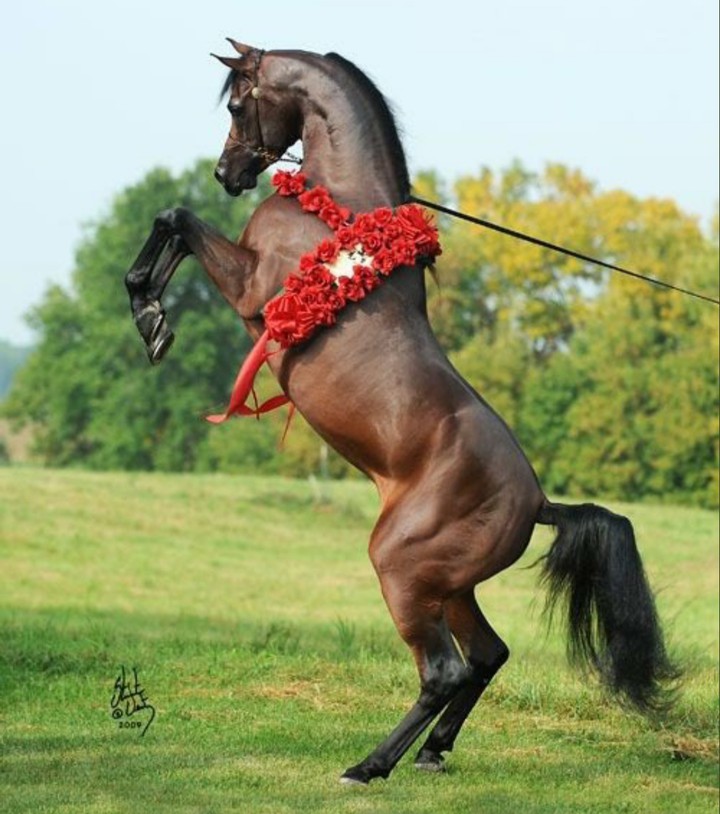 Horse