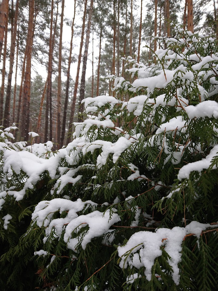 Forest