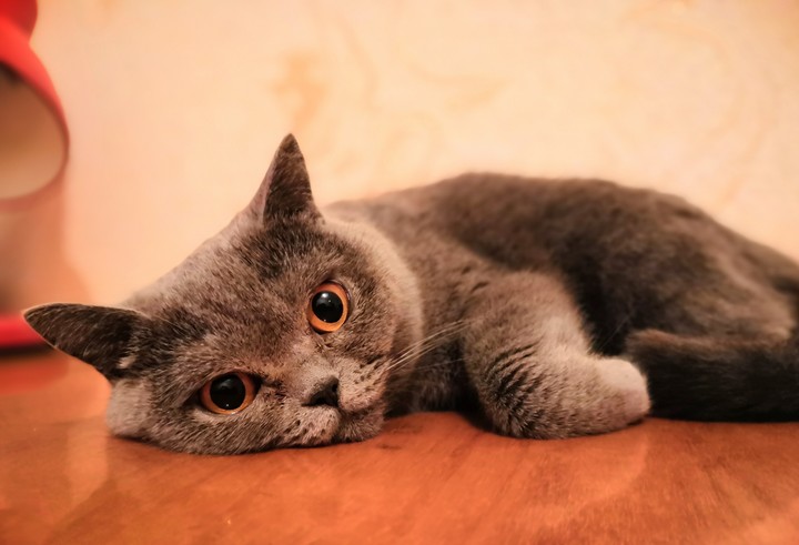 cat