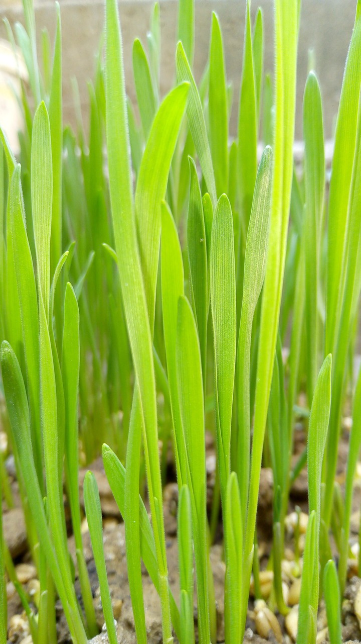 grass
