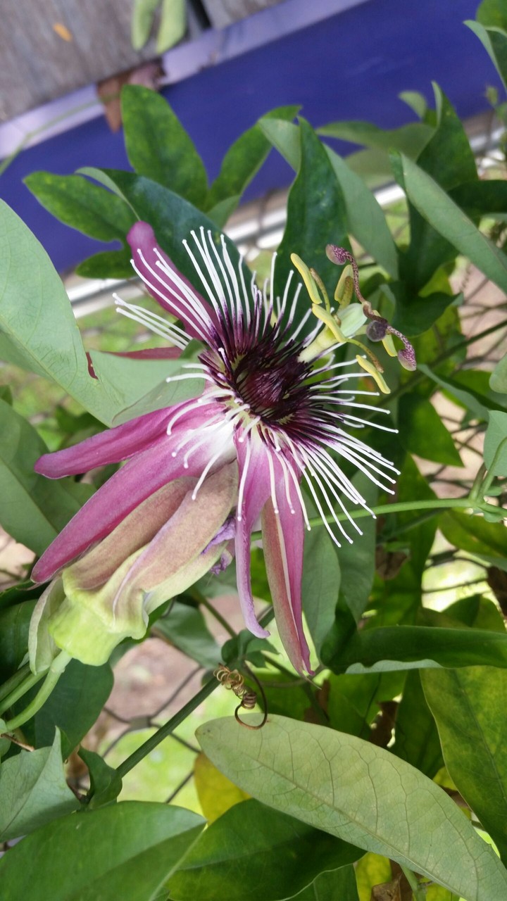 a flower