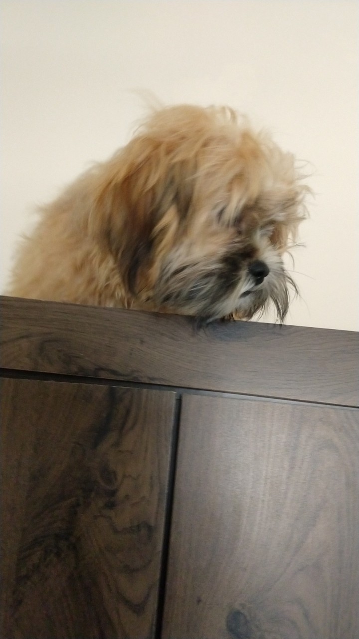 Dog