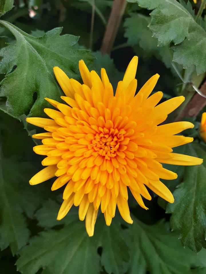 Daisy