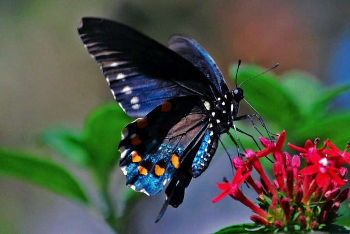Butterfly in beautiful flower