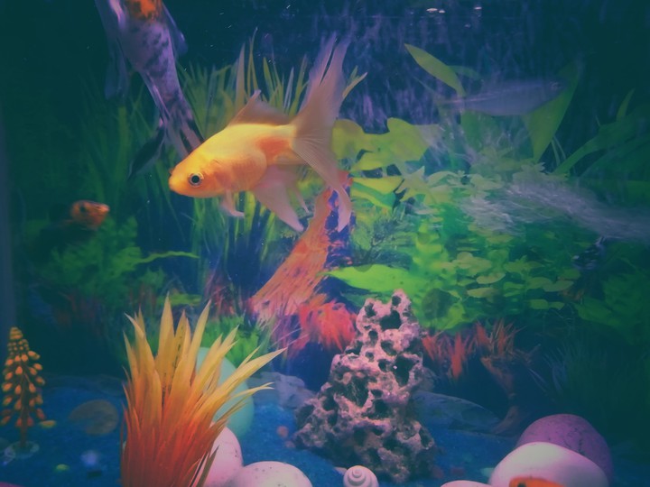 FISH CULTURE