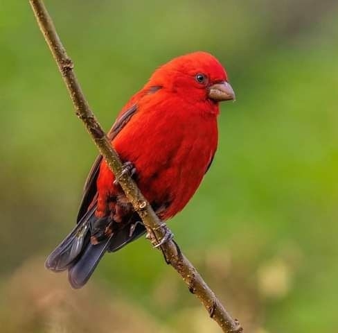 bird