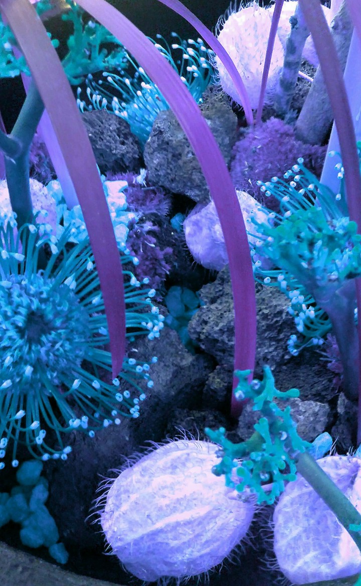 Aqua Flowers