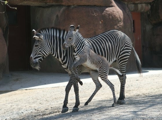 saw this at a zoo beautiful