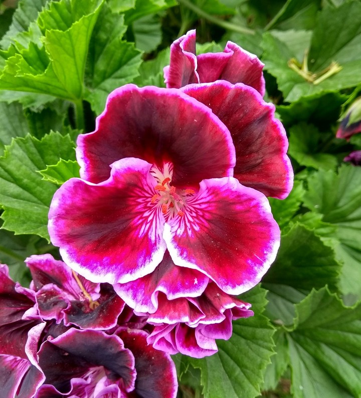 flor.