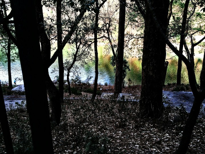 Dark Forest
