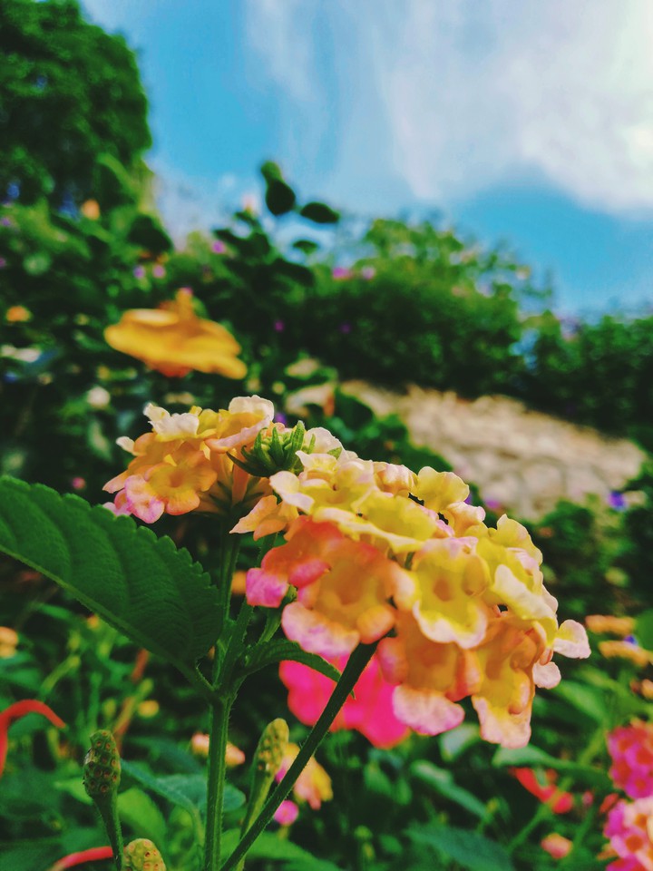 Flower